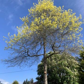 Tree-Service-min-scaled